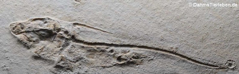 Elasmodectes avitus