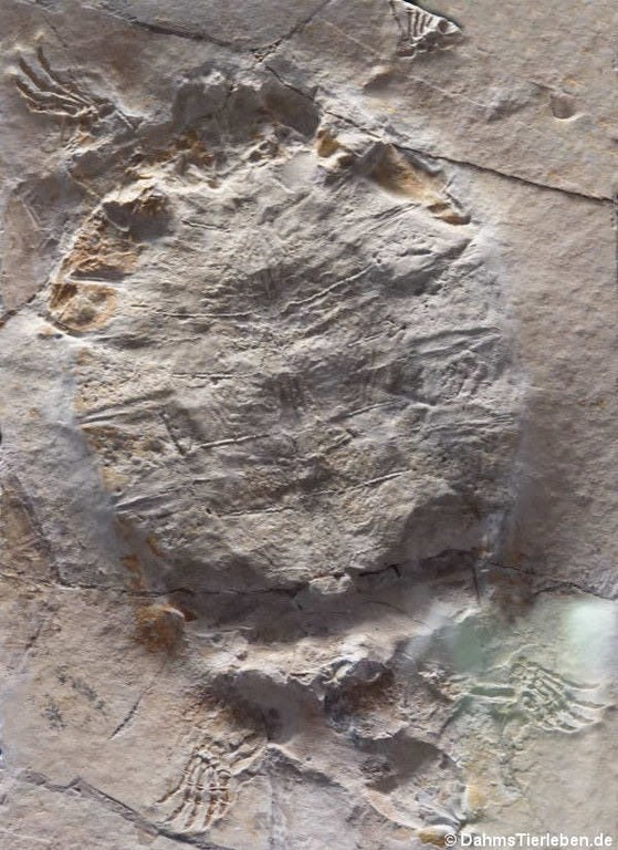 Eurysternum wagleri