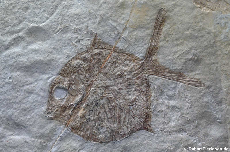 Gyrodus hexagonus