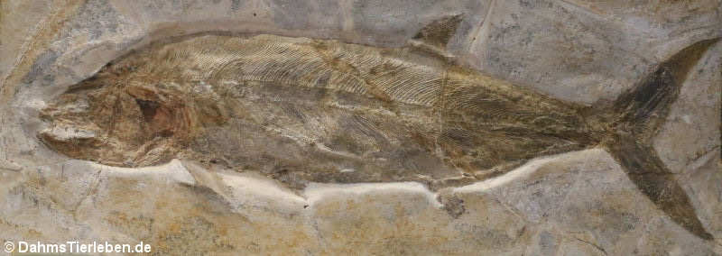 Knochenschmelzschupper (Hypsocormus insignis)
