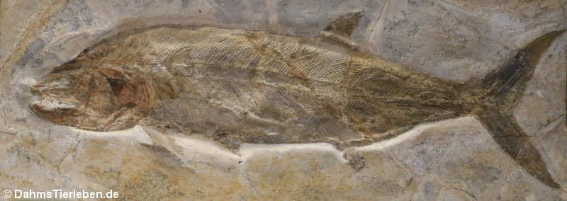 Hypsocormus insignis