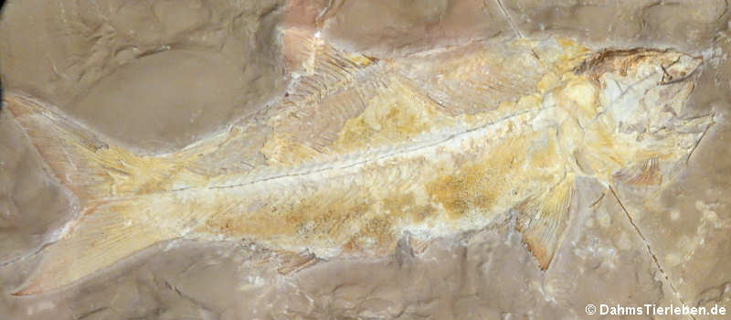 Ionoscopus cyprinoides