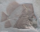 Macromesodon gibbosus