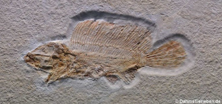 Macrosemius rostratus