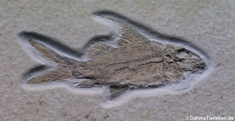 Kugelzahnfisch (Propterus microstomus)