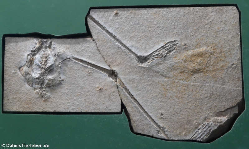 Flugsaurier (Pterodactylus)