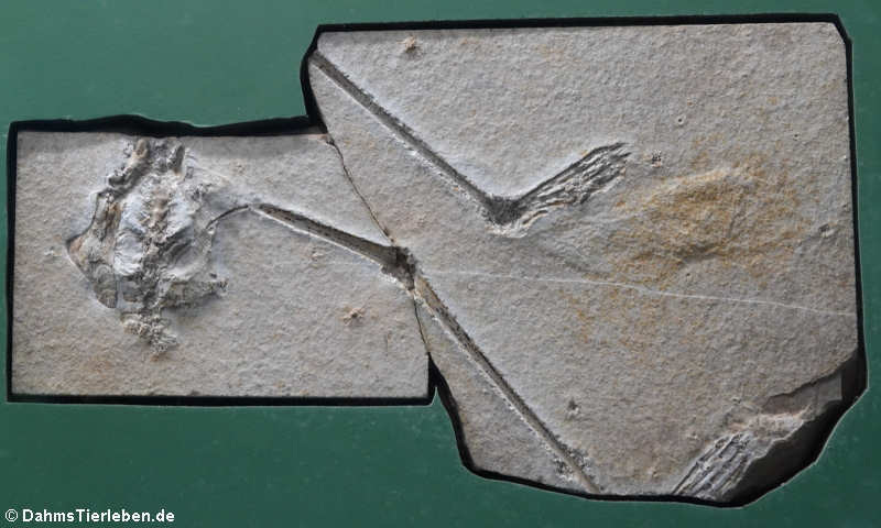 Pterodactylus