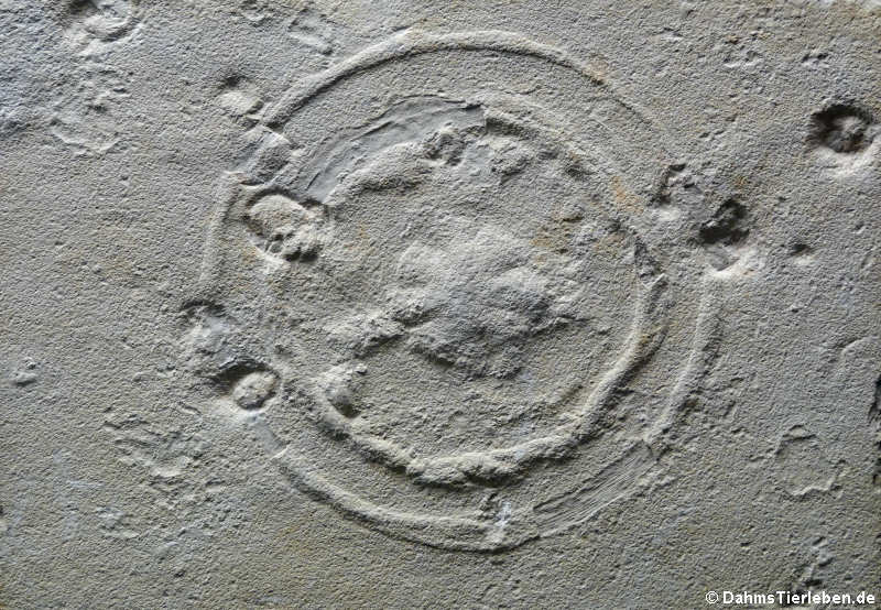 Rhizostomites admirandus