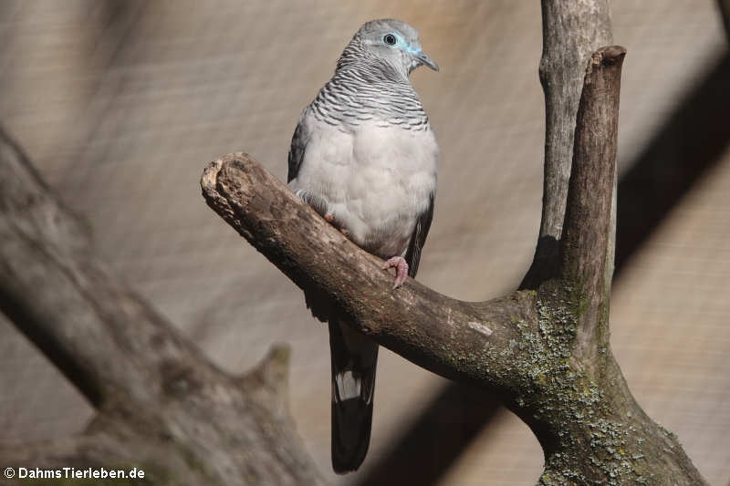 Sperbertäubchen (Geopelia striata)