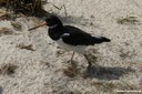 Haematopus ostralegus