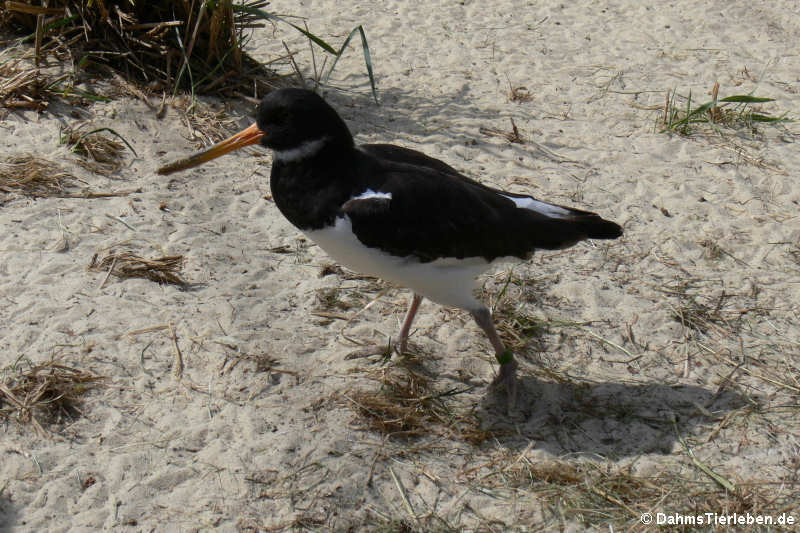 Austernfischer (Haematopus ostralegus)