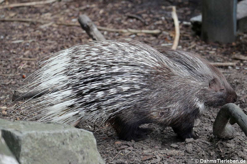 Weißschwanz-Stachelschwein (Hystrix indica)