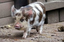 Junges Kune-Kune-Schwein im Tierpark + Fossilium Bochum