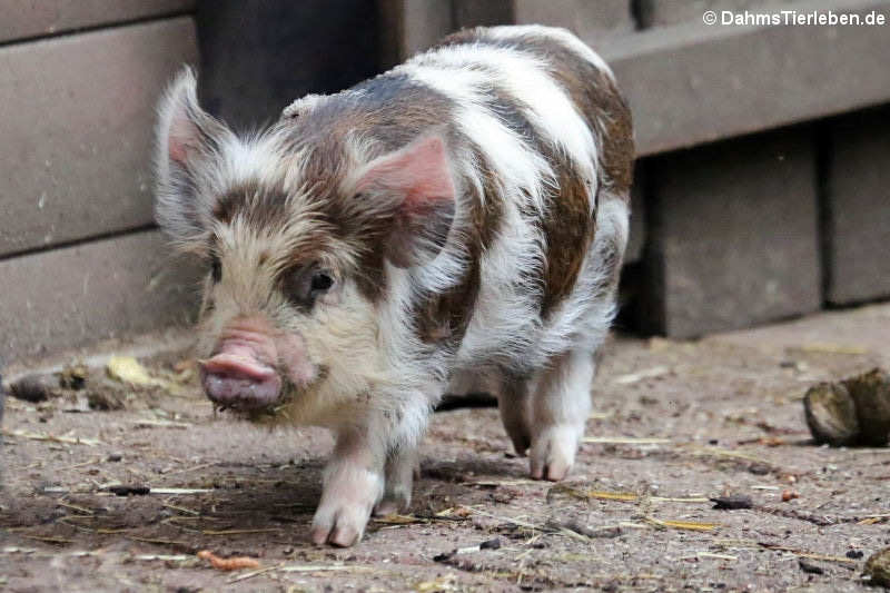 Junges Kune-Kune-Schwein (Sus scrofa f. domestica)