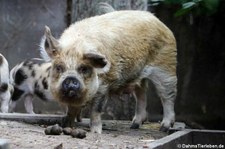 Kune-Kune-Schwein im Tierpark + Fossilium Bochum