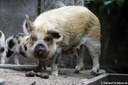 Kune-Kune-Schwein