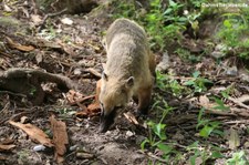 Südamerikanischer Nasenbär (Nasua nasua) im Tierpark + Fossilium Bochum