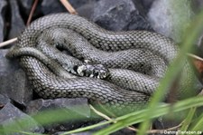 Ringelnatter (Natrix natrix) im Tierpark + Fossilium Bochum