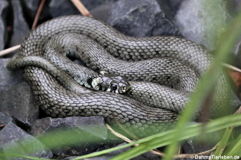 Ringelnatter (Natrix natrix)