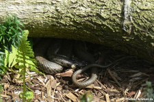 Ringelnatter (Natrix natrix) im Tierpark + Fossilium Bochum