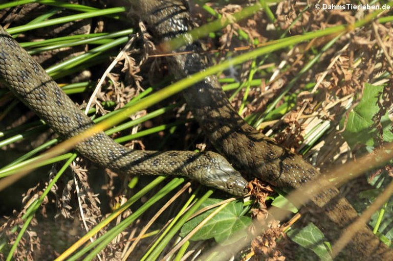 Natrix tessellata