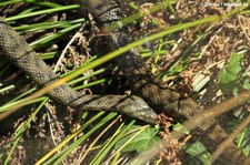 Würfelnatter (Natrix tessellata) im Tierpark + Fossilium Bochum