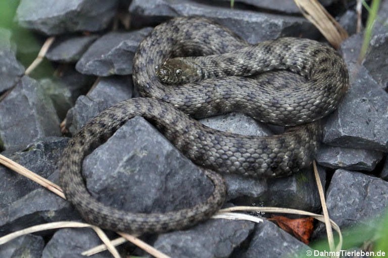 Natrix tessellata