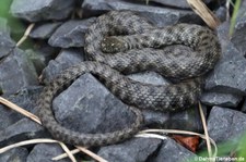 Würfelnatter (Natrix tessellata) im Tierpark + Fossilium Bochum