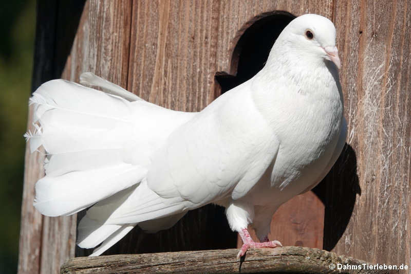 Pfautaube (Columba livia f. domestica)