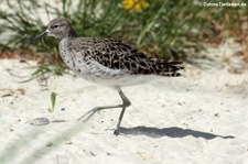 Kampfläufer (Calidris pugnax) im Tierpark und Fossilium Bochum