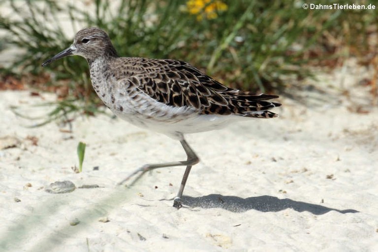 Calidris pugnax