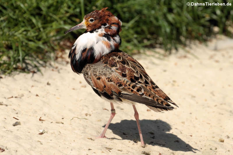 männlicher Kampfläufer (Calidris pugnax)