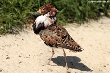 Kampfläufer (Calidris pugnax) im Tierpark und Fossilium Bochum