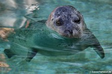 Ostatlantischer Seehund (Phoca vitulina vitulina) im Tierpark und Fossilium Bochum