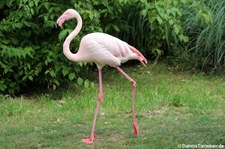 Rosaflamingos (Phoenicopterus roseus) im Tierpark und Fossilium Bochum