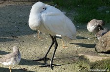 Löffler (Platalea leucorodia) im Tierpark + Fossilium Bochum