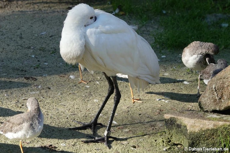 Platalea leucorodia