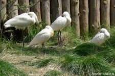 Löffler (Platalea leucorodia) im Tierpark + Fossilium Bochum