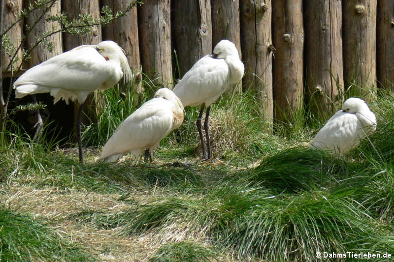 Löffler (Platalea leucorodia)