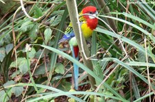 Nördlicher Rosellasittich (Platycercus eximius elecica) im Tierpark und Fossilium Bochum