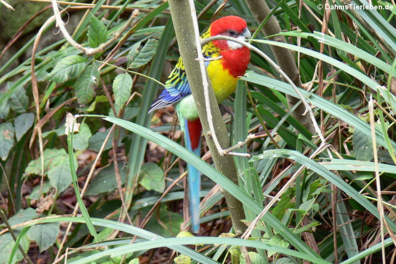 Platycercus eximius elecica