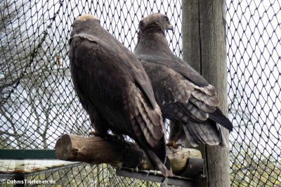 Steppenadler  (Aquila nipalensis)