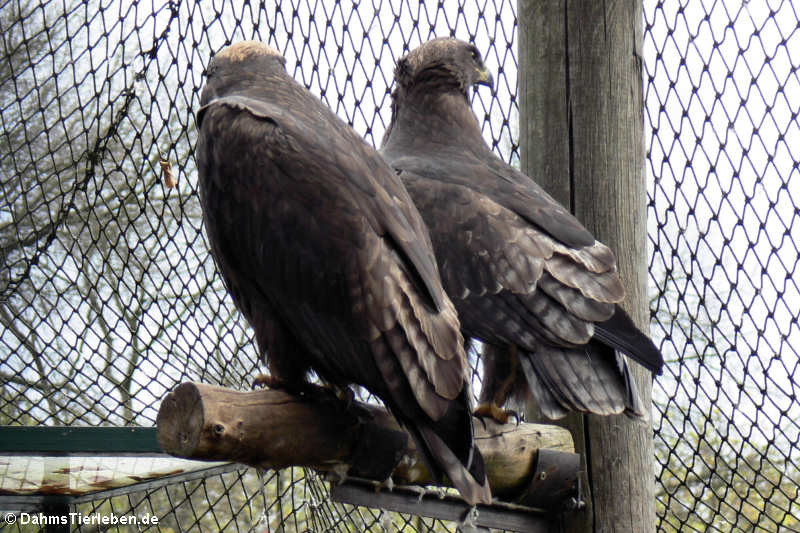 Steppenadler  (Aquila nipalensis)