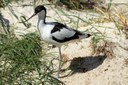 Recurvirostra avosetta