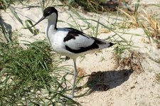 Säbelschnabler (Recurvirostra avosetta) im Tierpark und Fossilium Bochum