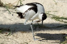 Säbelschnabler (Recurvirostra avosetta) im Tierpark und Fossilium Bochum