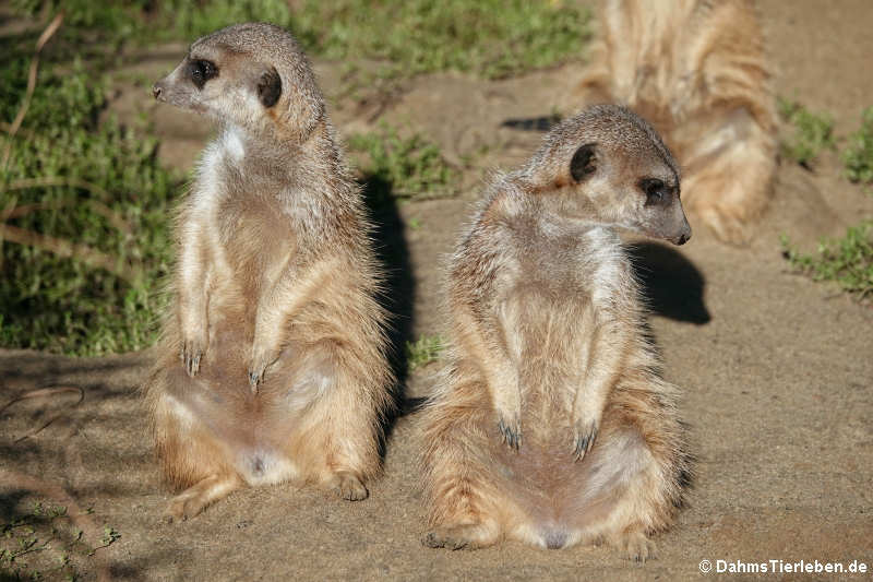 Erdmännchen (Suricata suricatta)