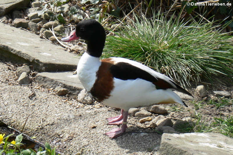 Brandgans (Tadorna tadorna)