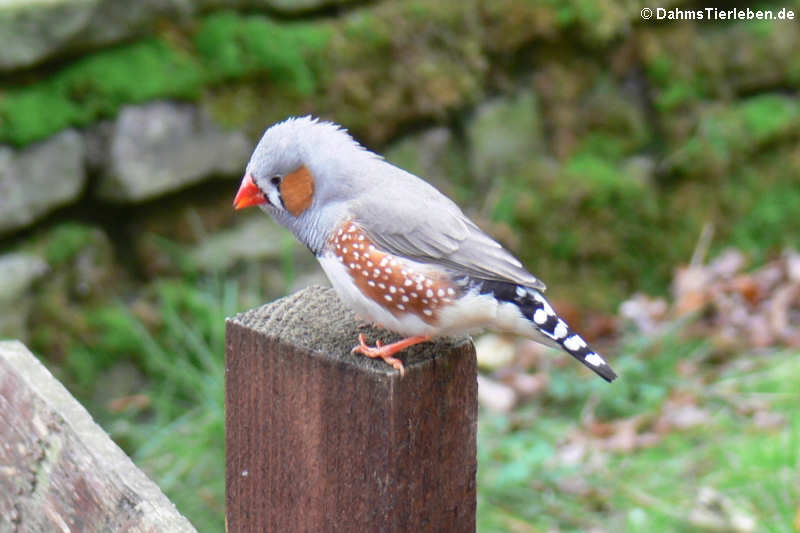 Zebrafink (Taeniopygia guttata)