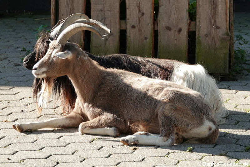 Thüringer Waldziege (vorne) und Walliser Schwarzhalsziege (hinten)